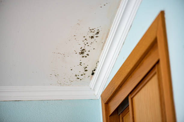 Best Kitchen Mold Remediation in Cottonwood Shores, TX