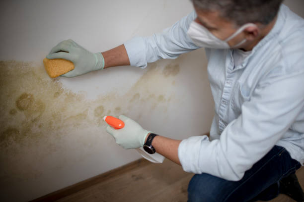 Best DIY Mold Remediation Support Services in Cottonwood Shores, TX