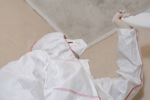 Best Basement Mold Remediation in Cottonwood Shores, TX