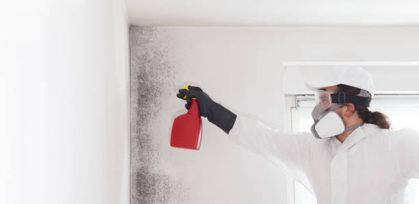 Professional Mold Remediation in Cottonwood Shores, TX