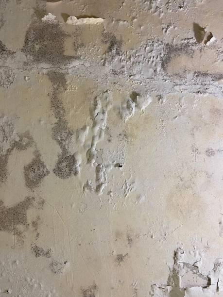 Best Emergency Mold Remediation in Cottonwood Shores, TX