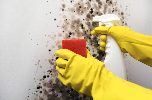 Best Kitchen Mold Remediation in Cottonwood Shores, TX