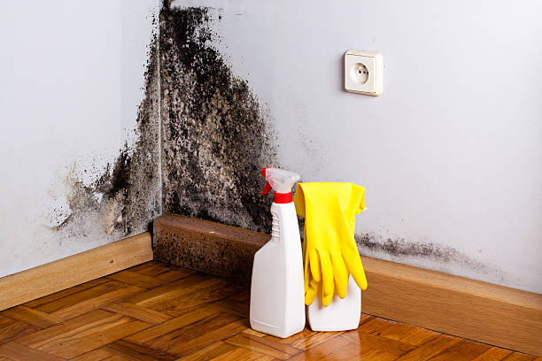 Best Attic Mold Remediation in Cottonwood Shores, TX