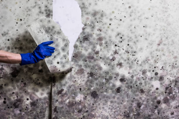 Best Residential Mold Remediation in Cottonwood Shores, TX
