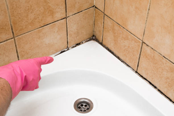 Best HVAC Mold Remediation in Cottonwood Shores, TX