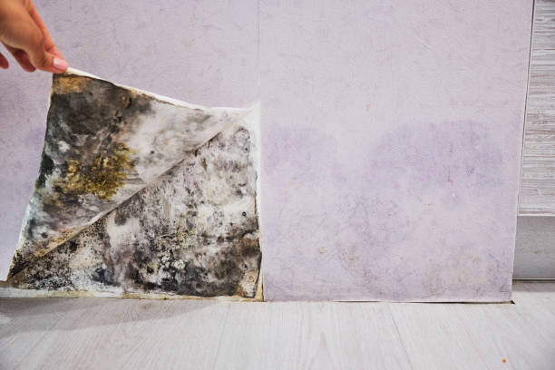 Best Industrial Mold Remediation in Cottonwood Shores, TX